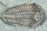Two Flexicalymene Trilobite Fossils - Mt Orab, Ohio #375319-2